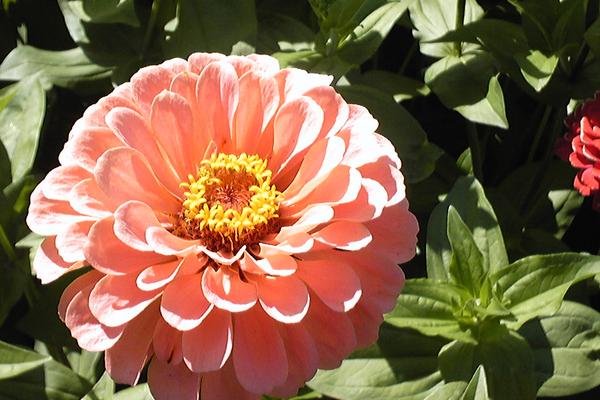 2018种百日草赚钱吗?百日草种植的利润与投资成本及前景预测