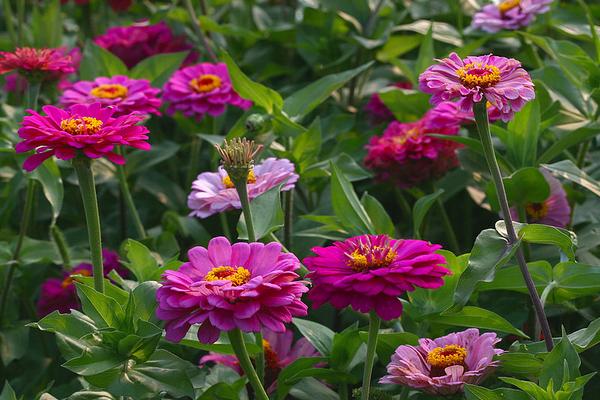 2018种百日草赚钱吗?百日草种植的利润与投资成本及前景预测