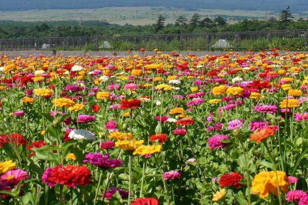 2018种百日草赚钱吗?百日草种植的利润与投资成本及前景预测