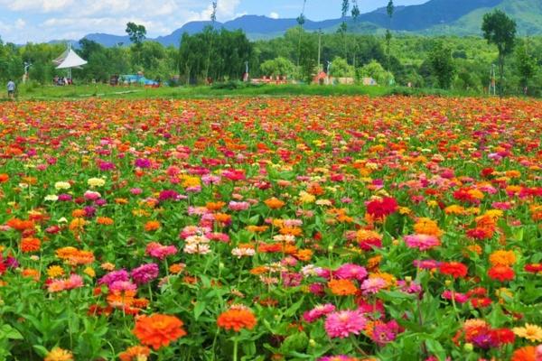 2018种百日草赚钱吗?百日草种植的利润与投资成本及前景预测