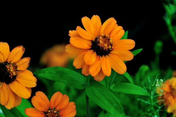 2018种百日草赚钱吗?百日草种植的利润与投资成本及前景预测