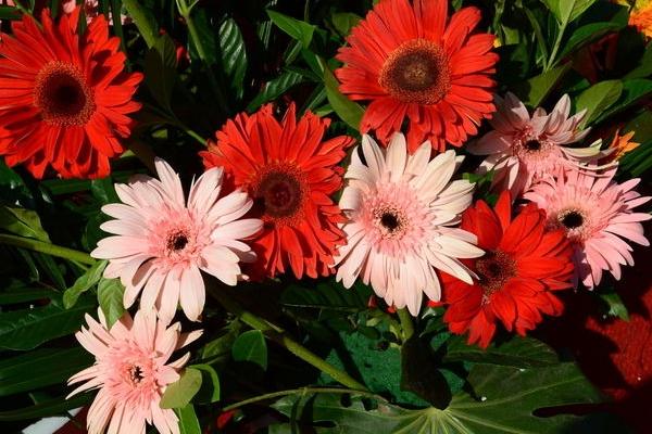 2018种百日草赚钱吗?百日草种植的利润与投资成本及前景预测