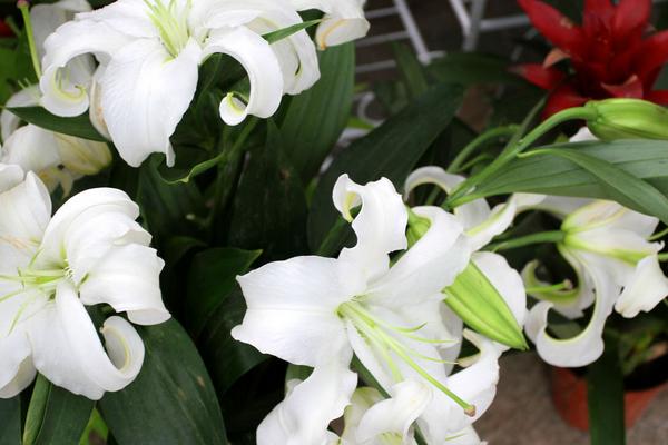 2018种百合花赚钱吗?百合花种植的利润与投资成本及前景预测