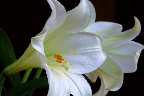 2018种百合花赚钱吗?百合花种植的利润与投资成本及前景预测