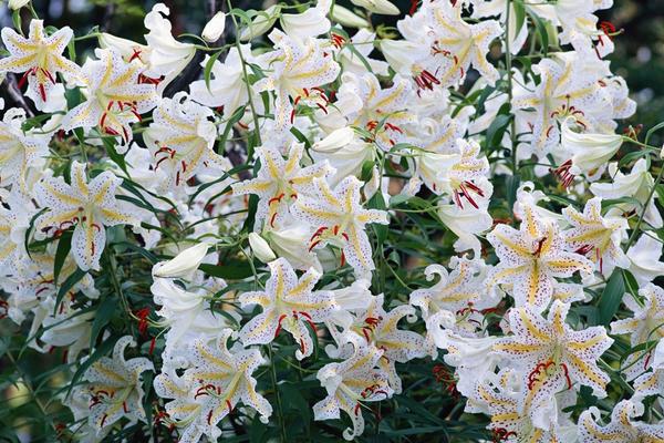 2018种百合花赚钱吗?百合花种植的利润与投资成本及前景预测