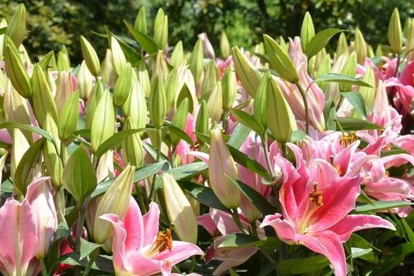 2018种百合花赚钱吗?百合花种植的利润与投资成本及前景预测