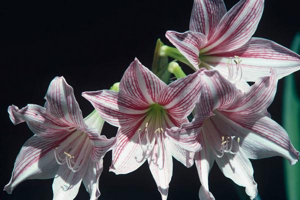 2018种百合花赚钱吗?百合花种植的利润与投资成本及前景预测