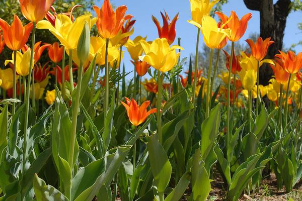 2018种百合花赚钱吗?百合花种植的利润与投资成本及前景预测