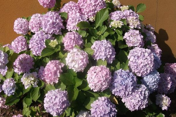 2018种八仙花赚钱吗?八仙花种植的利润与投资成本及前景预测