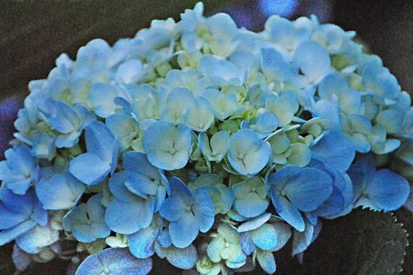 2018种八仙花赚钱吗?八仙花种植的利润与投资成本及前景预测