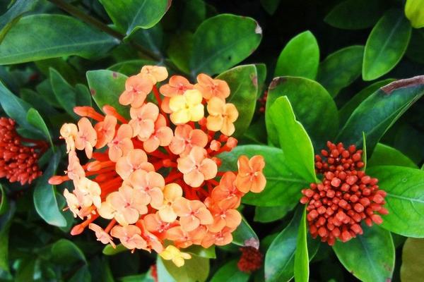 2018种八仙花赚钱吗?八仙花种植的利润与投资成本及前景预测