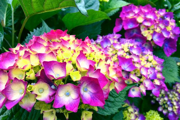 2018种八仙花赚钱吗?八仙花种植的利润与投资成本及前景预测