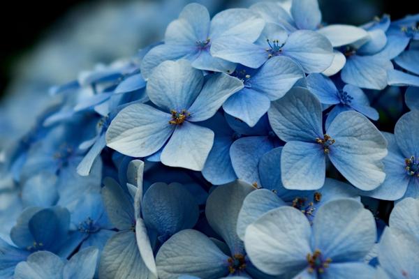 2018种八仙花赚钱吗?八仙花种植的利润与投资成本及前景预测