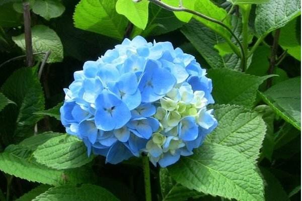 2018种八仙花赚钱吗?八仙花种植的利润与投资成本及前景预测