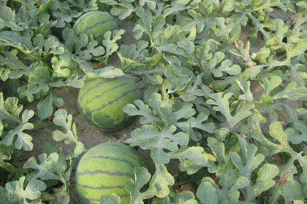 2018种西瓜赚钱吗?西瓜种植的利润与投资成本及前景预测