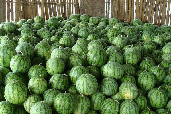 2018种西瓜赚钱吗?西瓜种植的利润与投资成本及前景预测