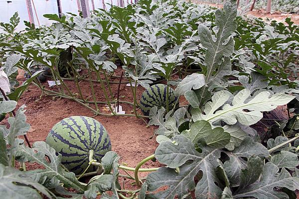 2018种西瓜赚钱吗?西瓜种植的利润与投资成本及前景预测