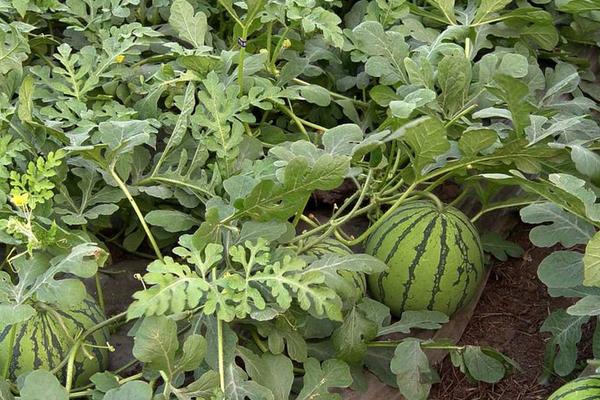 2018种西瓜赚钱吗?西瓜种植的利润与投资成本及前景预测
