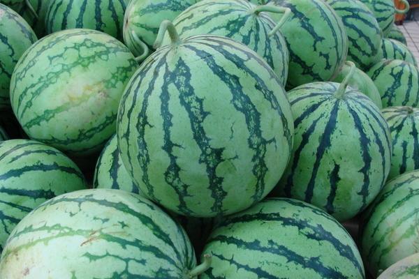 2018种西瓜赚钱吗?西瓜种植的利润与投资成本及前景预测