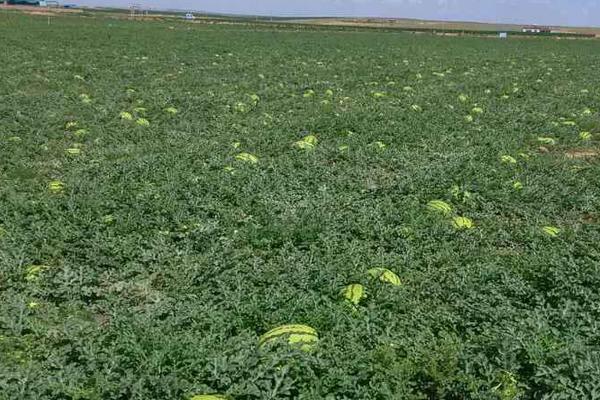 2018种西瓜赚钱吗?西瓜种植的利润与投资成本及前景预测