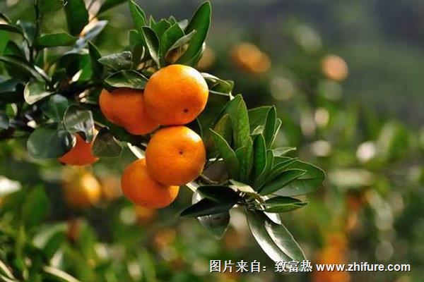 哪个柑橘品种好