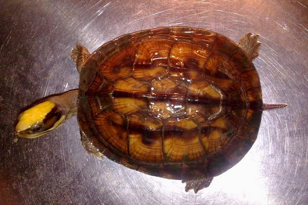 养金钱龟成本高 新手需谨慎