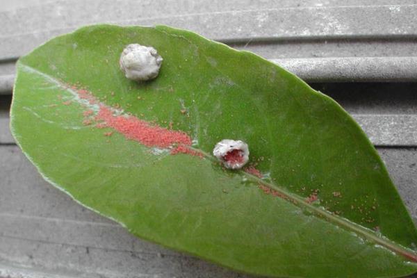 柑桔病虫害诊治方法