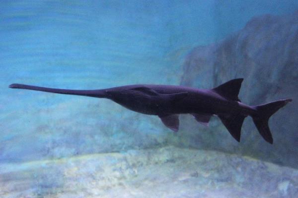 网箱能养鸭嘴鱼吗?网箱养鸭嘴鱼技术