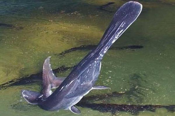 网箱能养鸭嘴鱼吗?网箱养鸭嘴鱼技术