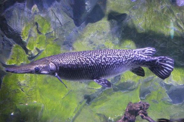 网箱能养鸭嘴鱼吗?网箱养鸭嘴鱼技术