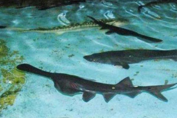 网箱能养鸭嘴鱼吗?网箱养鸭嘴鱼技术