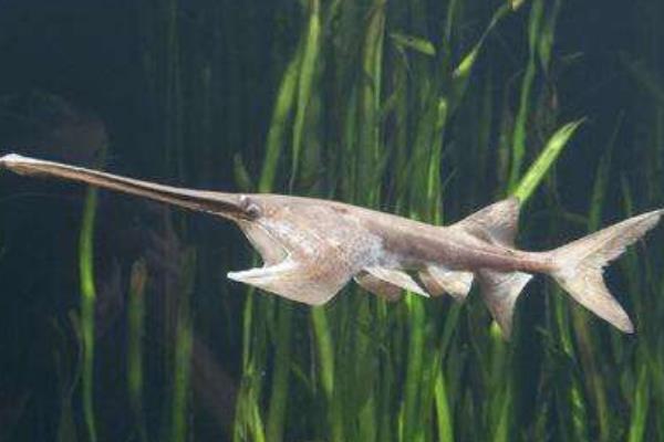 网箱能养鸭嘴鱼吗?网箱养鸭嘴鱼技术