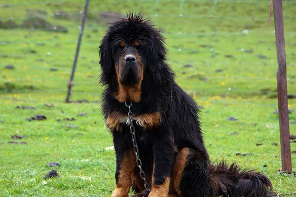 养一只藏獒的利润是多少?养藏獒的成本和利润