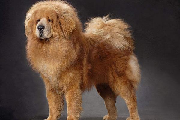 养一只藏獒的利润是多少?养藏獒的成本和利润