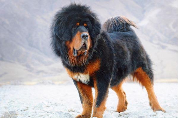 养一只藏獒的利润是多少?养藏獒的成本和利润