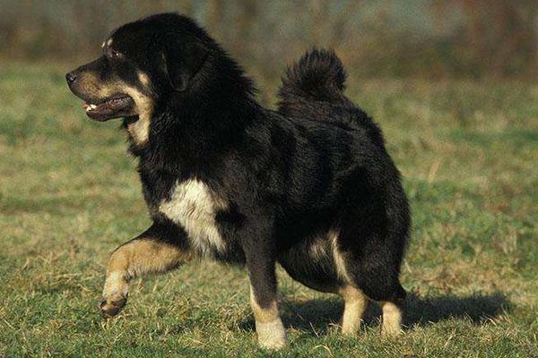 养一只藏獒的利润是多少?养藏獒的成本和利润