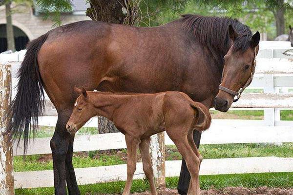 养马场圈舍怎么建设和规划？马厩怎么设计？