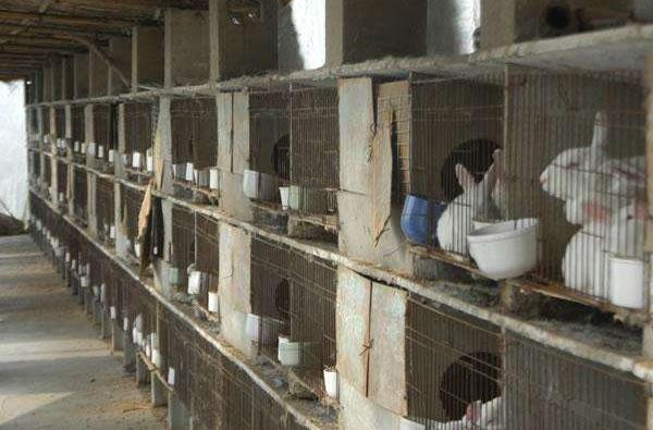 养兔兔舍的怎么建设?都有哪些设备?兔笼怎么设计和选择?