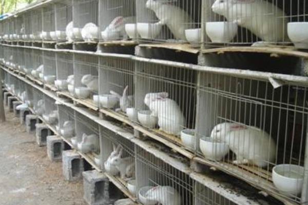 养兔兔舍的怎么建设?都有哪些设备?兔笼怎么设计和选择?