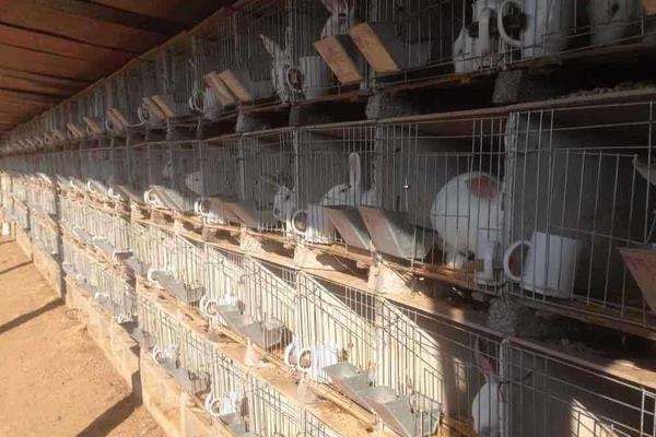 养兔兔舍的怎么建设?都有哪些设备?兔笼怎么设计和选择?