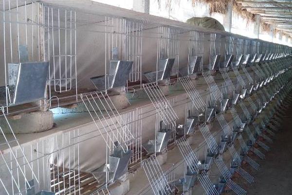 养兔兔舍的怎么建设?都有哪些设备?兔笼怎么设计和选择?