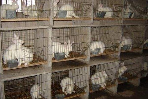 养兔兔舍的怎么建设?都有哪些设备?兔笼怎么设计和选择?