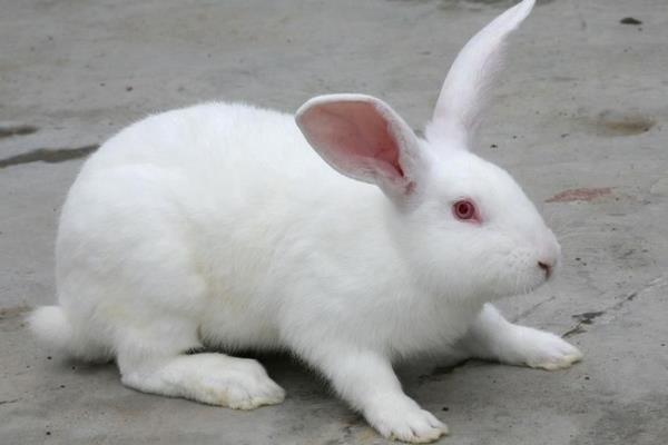 养兔兔舍的怎么建设?都有哪些设备?兔笼怎么设计和选择?