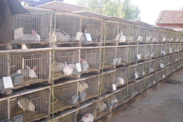 养兔兔舍的怎么建设?都有哪些设备?兔笼怎么设计和选择?