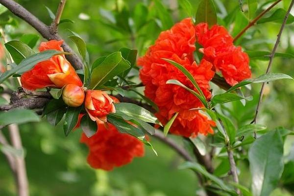 家里种石榴树好吗