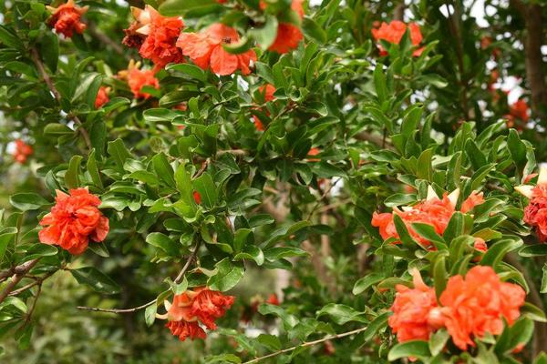 家里种石榴树好吗