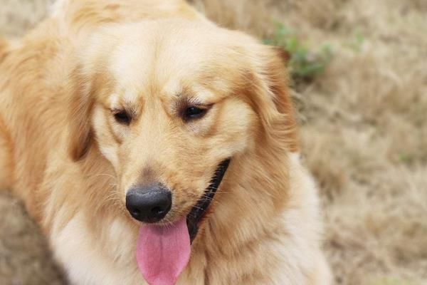 2015养宠物狗赚钱吗?2015宠物狗养殖前景及市场价格分析