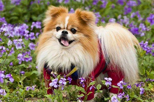 2015养宠物狗赚钱吗?2015宠物狗养殖前景及市场价格分析