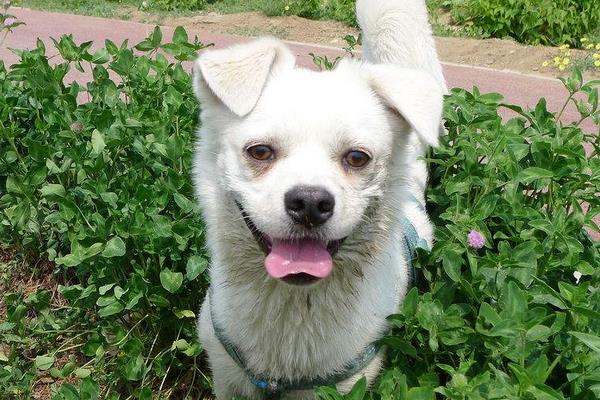 2015养宠物狗赚钱吗?2015宠物狗养殖前景及市场价格分析