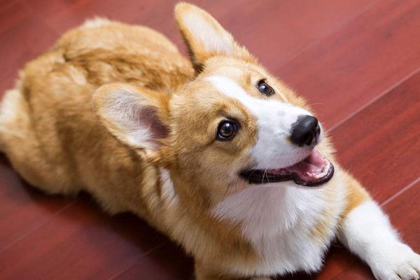 2015养宠物狗赚钱吗?2015宠物狗养殖前景及市场价格分析